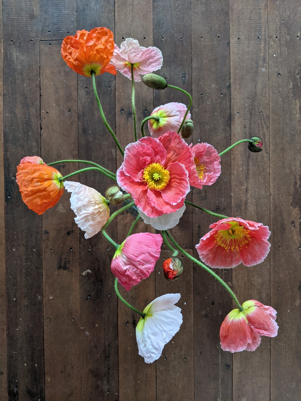 poppies, daisies, whatever