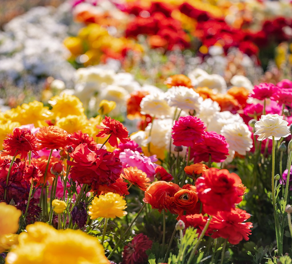 Discover Toowoomba’s Flower Festival: A Colorful&nbsp;Journey