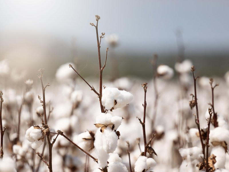 Gimme them ol’ cotton&nbsp;fields