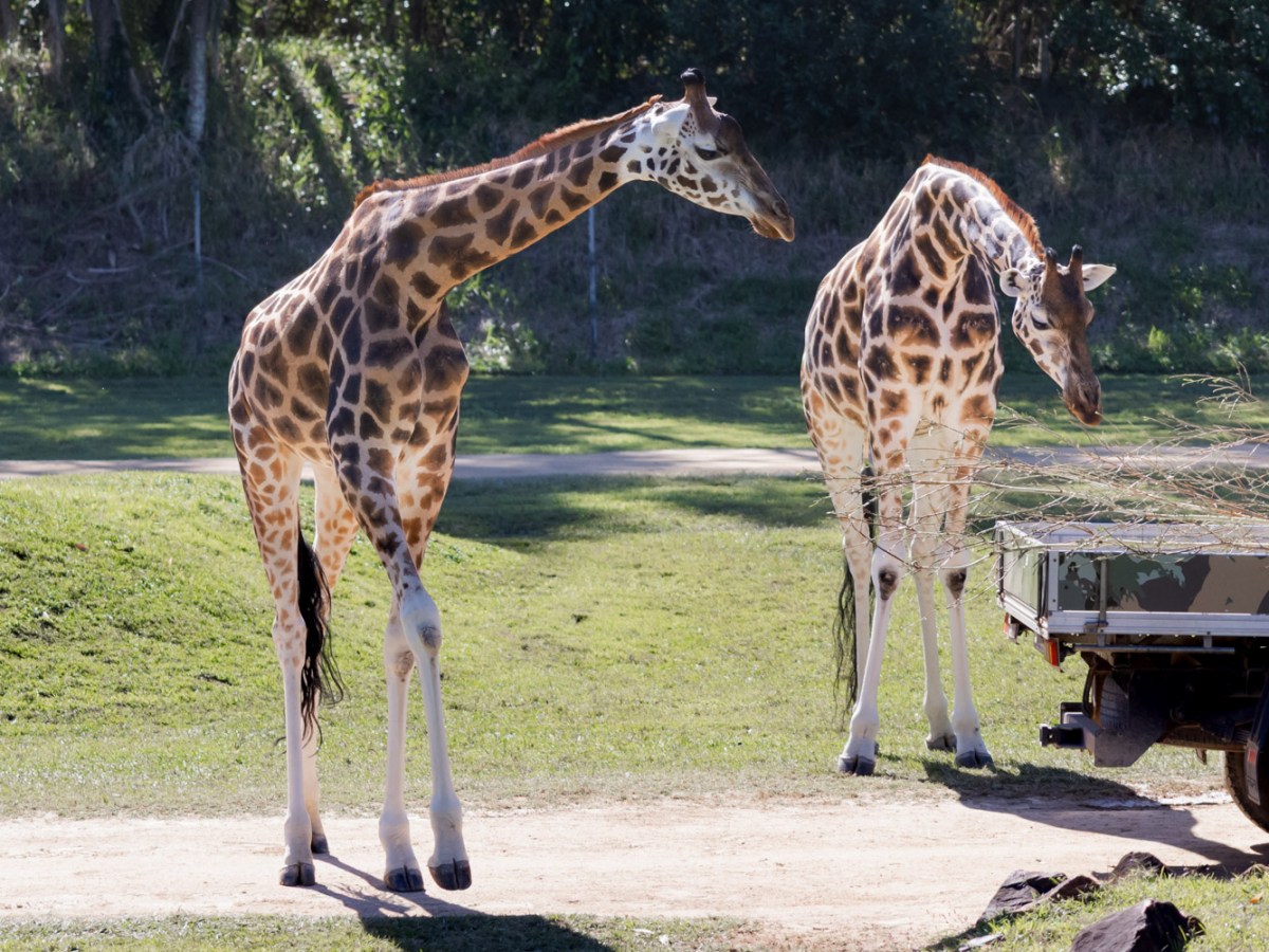 A Zoo called&nbsp;Australia