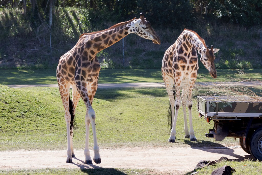 A Zoo called&nbsp;Australia