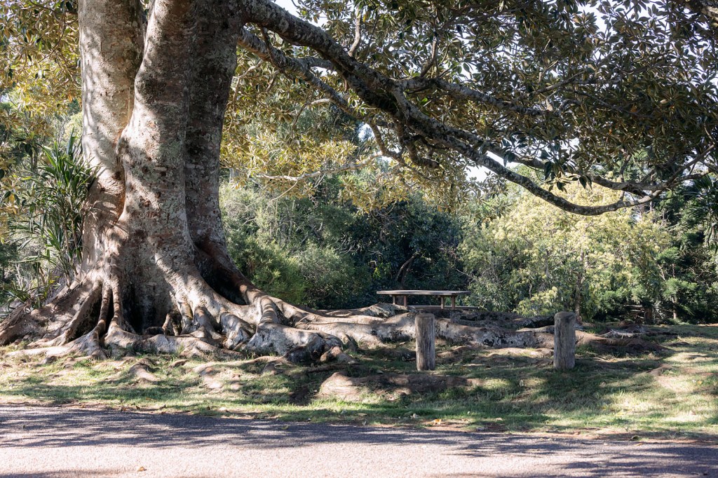 A large tree with a thick trunk and exposed roots in a green park setting, accompanied by a picnic table in the background.