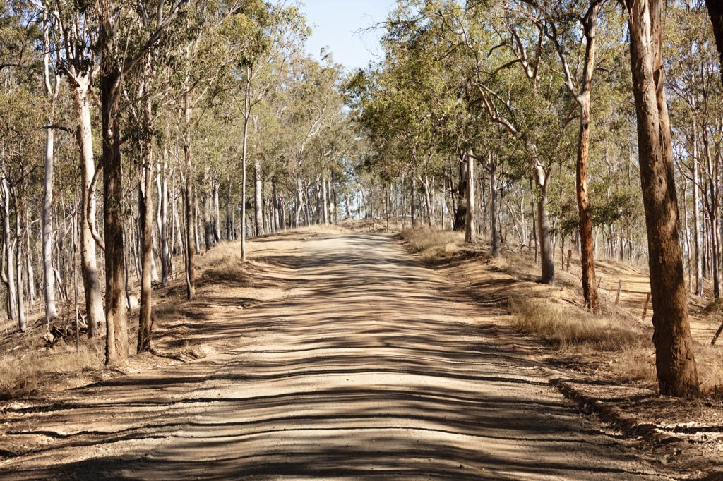 A dirt road winding through a tranquil forest with tall, slender trees on either side.