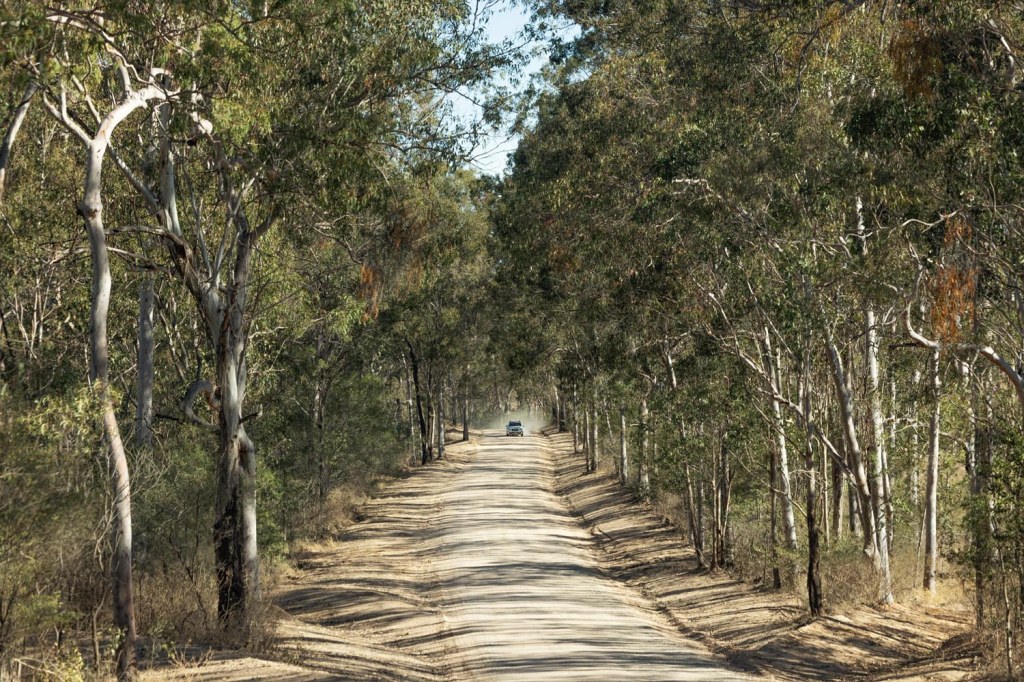 A dirt road winding through a forest of tall eucalyptus trees, with a car visible in the distance.