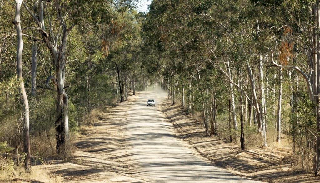 A dirt road lined with tall eucalyptus trees, featuring a car driving down the path.