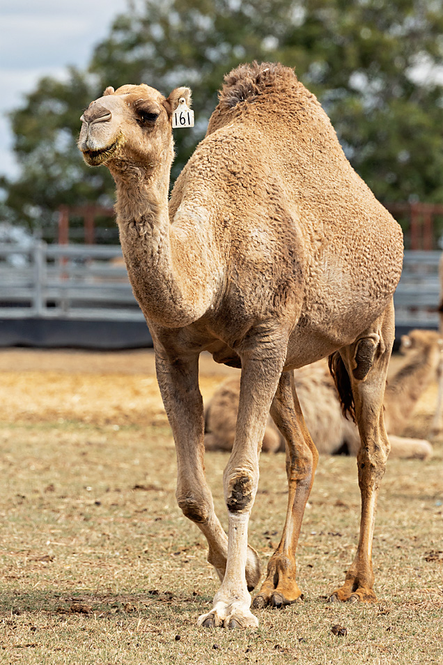 A close-up image of a camel with a tag on its ear, walking on grass with other camels in the background.