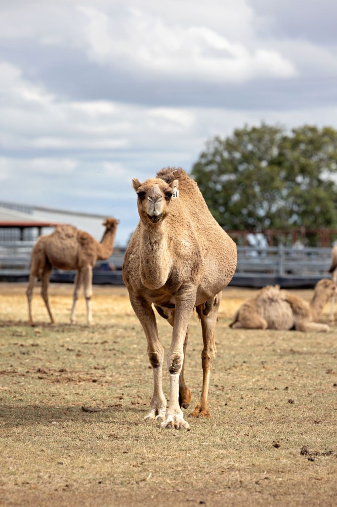 A close-up of a camel standing in a grassy area, with other camels in the background and a cloudy sky above.