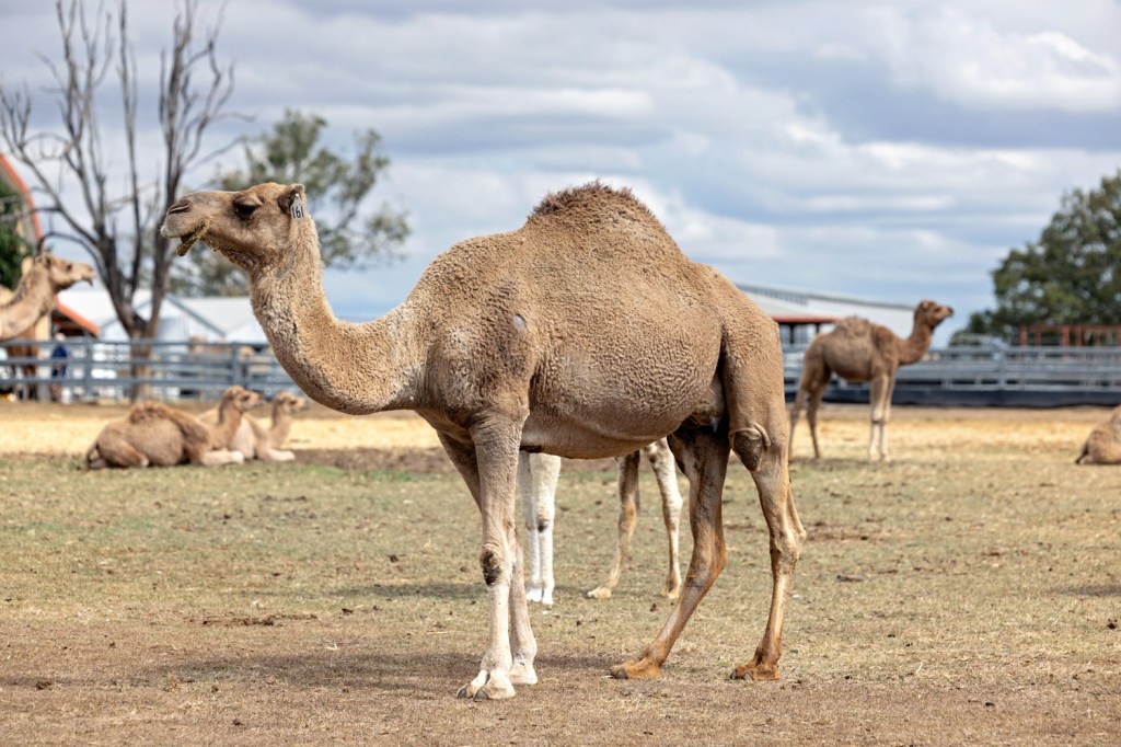 A camel standing in a field with other camels in the background under a cloudy sky.