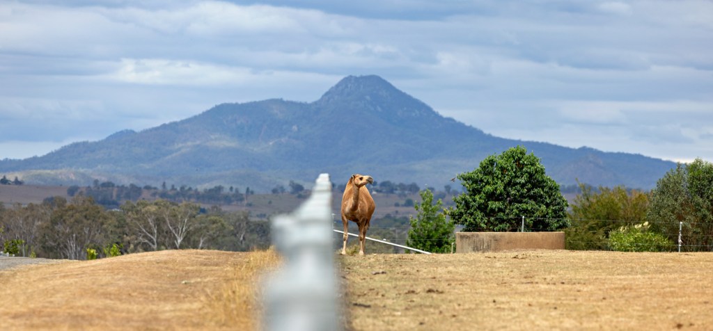 A horse stands in a dry, open field with a mountain in the background against a cloudy sky.