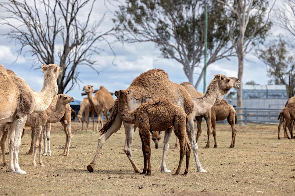 A group of camels grazing in an open field, with a young camel nursing from its mother in the foreground. Several adult camels are visible in the background, along with sparse trees and clouds in the sky.