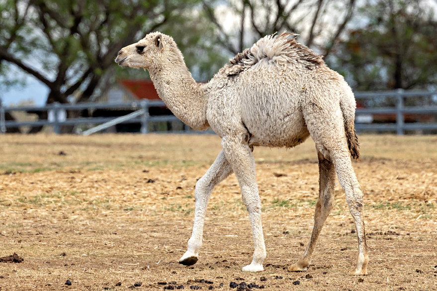 A young camel walking across a grassy area with scattered straw.