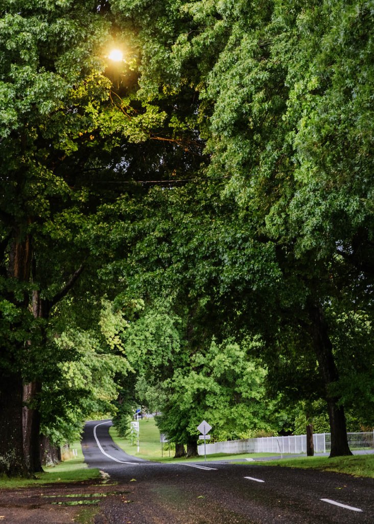 A winding road surrounded by lush green trees, with a streetlight illuminating the area near the road.